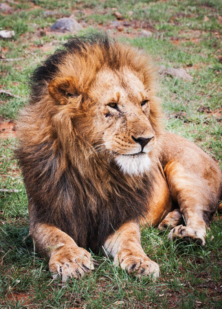 Portrait of a Majestic male lion in Maasai Mara reserve in Kenya relaxingの写真素材