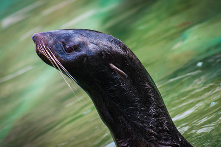 Portrait of a cute fur seal swimming in the waterの写真素材