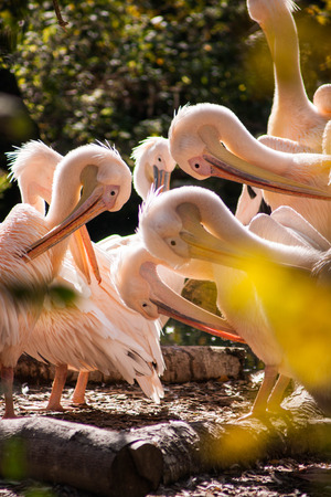 Group of pink pelicans cleaning their feathersの写真素材