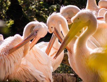 Group of pink pelicans cleaning their feathersの写真素材