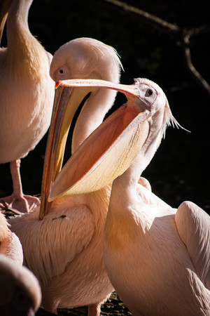 Portrait of a beautiful Pink pelican with its beak openの写真素材