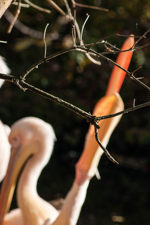 Unfocused Portrait of a beautiful Pink pelican with its beak openの写真素材