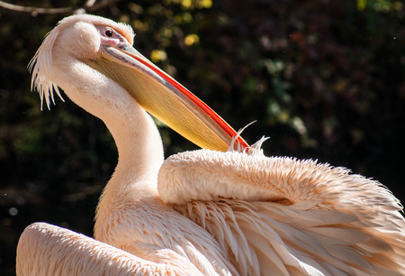 Portrait of a Pink pelican cleaning its feathersの写真素材
