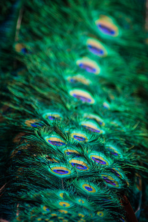 Picture of the tail of a majestic beautiful peacock