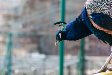 Portrait of a majestic beautiful peacock showing offの写真素材
