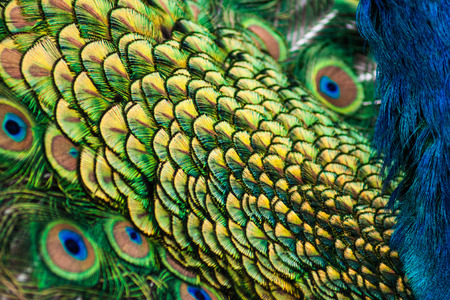Picture of a majestic beautiful peacock showing off its tail