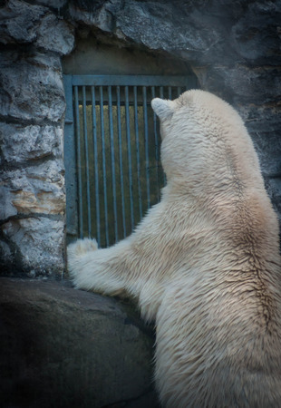 Picture of the back of a polar bear looking into a window waiting for foodの写真素材