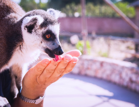 Cute lemur in the arms of a woman licking her handの写真素材