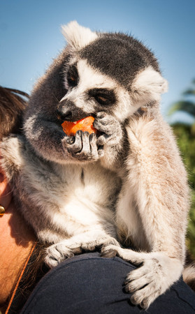 Picture of a cute lemur eating a carrotの写真素材