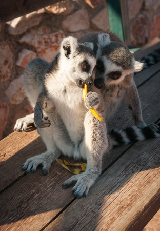 Grown and baby lemurs eating a carrotの写真素材