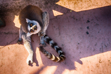 Cute lemur sitting on the ground and scratching itself