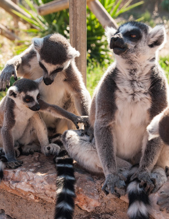Family of cute lemurs sitting on a handrailの写真素材
