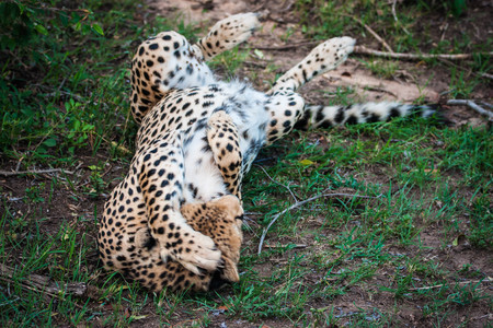 Beautiful cheetah rolling in the grass in Maasai Mara park. Kenya