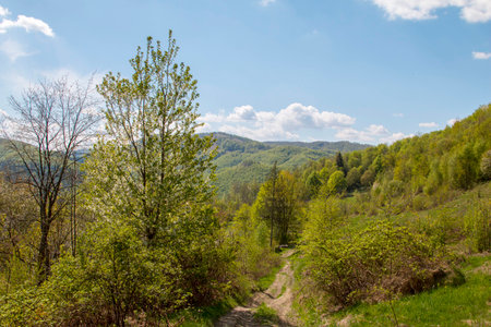 Hornbeam forest in the Carpathiansの写真素材