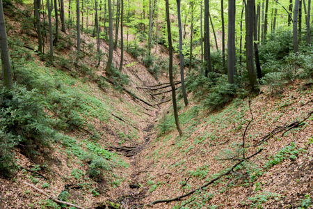 Hornbeam forest in the Carpathiansの写真素材