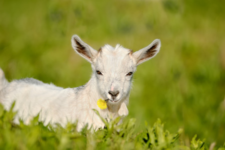 nanny she-goat, kid with flower in its mouth