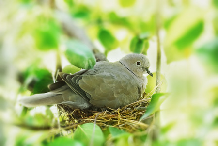 dove, bird in the family nest, homeの写真素材