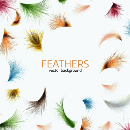 Vector illustration of  colorful  exotic feathers.  Stylish  white background, ?over template or flyer designのイラスト素材
