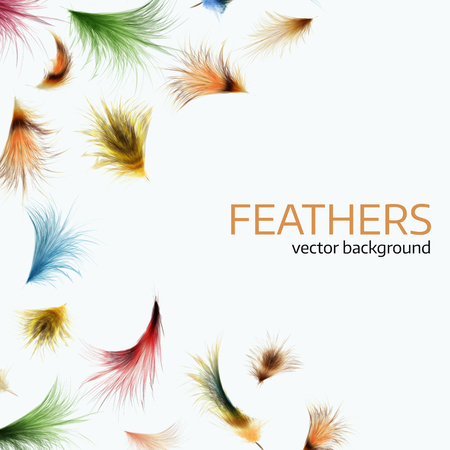 Vector illustration of  colorful  exotic feathers.  
Stylish  white background, Cover template or flyer designのイラスト素材