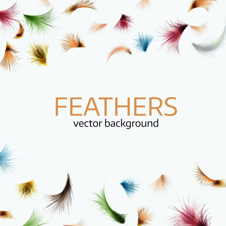 Vector illustration of  colorful  exotic feathers.  
Stylish  white background, ?over template or flyer designのイラスト素材