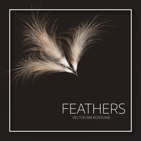Vector illustration of feathers.  
Stylish black background, Ñover template or flyer design.の写真素材