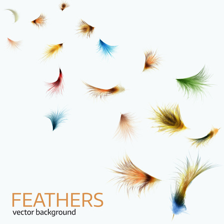 Vector illustration of  colorful  exotic feathers.  
Stylish  white background, Cover template or flyer design
の写真素材
