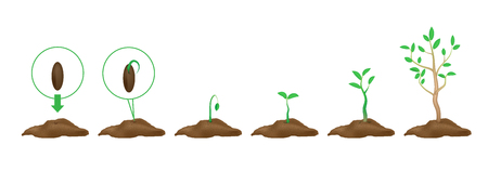 Green shoots with leaves and ground isolated on a white background.のイラスト素材