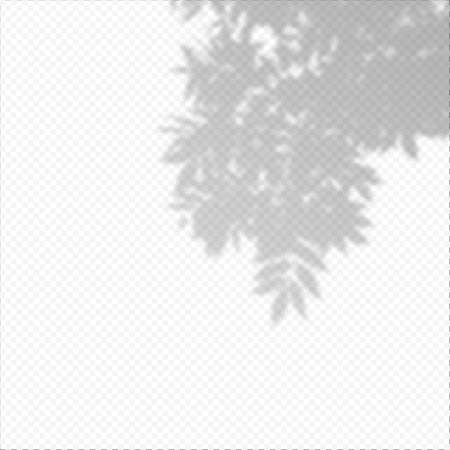 Realistic Vector transparent overlay blured shadow of branch leaves.のイラスト素材