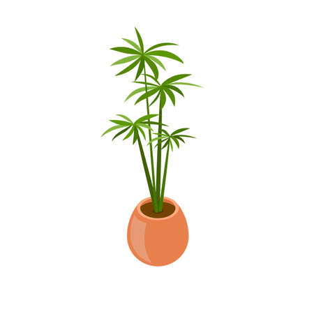 Palm Areca in ceramic pot isometric illustrationのイラスト素材
