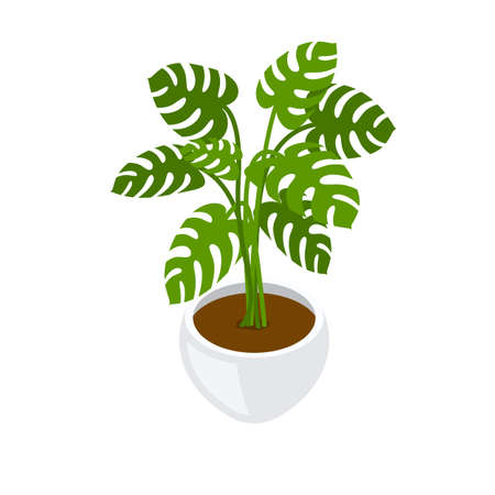 Monstera in white pot isometric illustration on white background.のイラスト素材