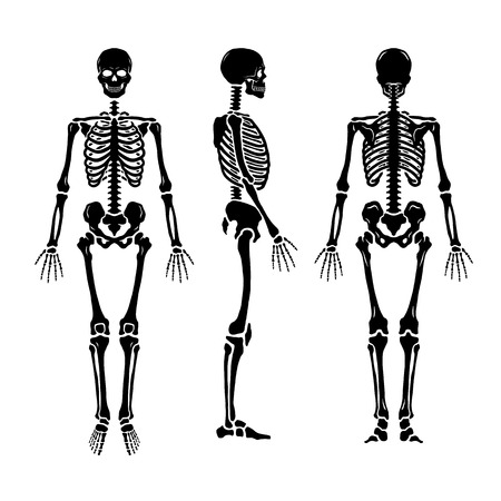 Anatomical human skeleton, in three positions.のイラスト素材