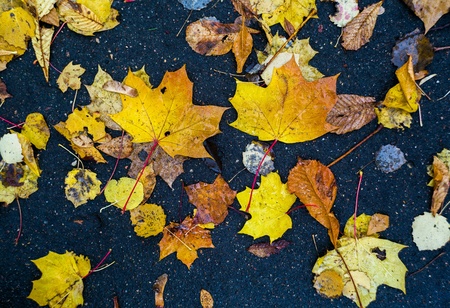 Autumn roadの素材