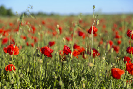 a poppy fieldの写真素材
