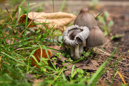 mushroom familyの写真素材