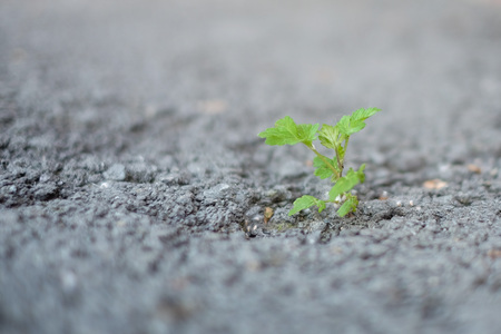 Small green plant germinating through asphalt in the cityの写真素材