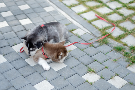 two puppies Husky. Litter dogs sleeping on the streetの写真素材