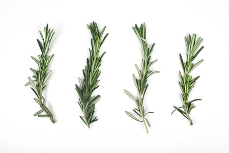 Fresh green sprigs of rosemary isolated on a white backgroundの写真素材