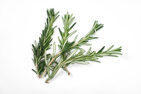 Fresh green sprigs of rosemary isolated on a white backgroundの写真素材