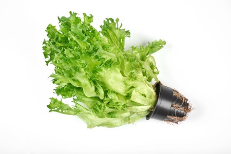 green salad in a pot on a white backgroundの写真素材