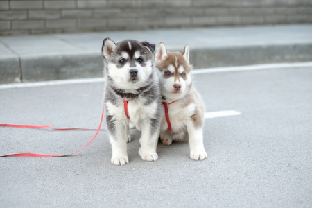 Two little siberian husky puppy outdoor