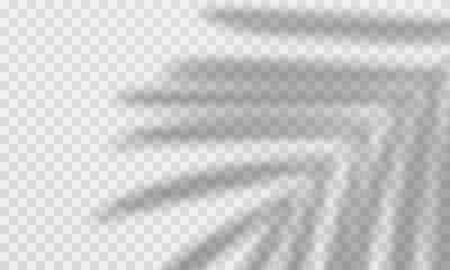 Leaves shadow overlay effect. Vector transparent palm leaves overlay.のイラスト素材