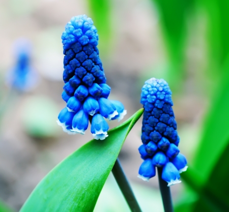 Two flowers of muscari in the garden in springの写真素材