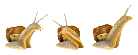 Set of three amber snails isolated on white backgroundの写真素材