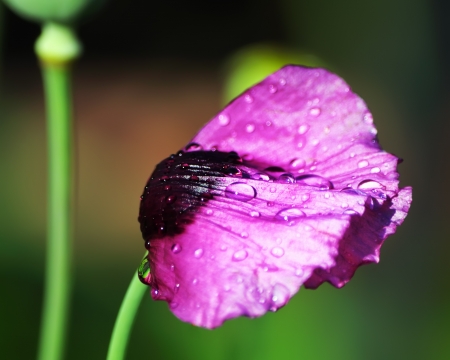 Poppy flower with drops of water, flattened after the rainの写真素材