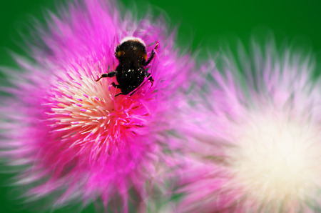 Shaggy bumblebee sitting on a flower cornflower and collects nectar closeupの写真素材