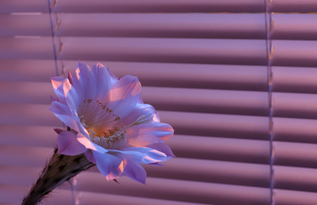 Beautiful flower of the cactus at dawn standing at the window in front covered on the background blindsの写真素材