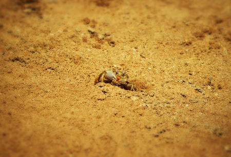 Little cautious crab sitting near his burrow in the sand on the beachの写真素材