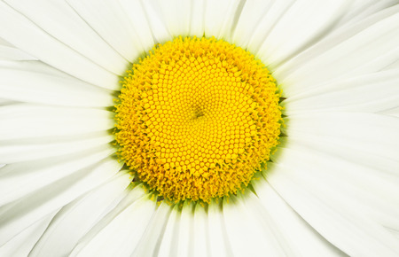Mid of a flower camomile close-upの写真素材