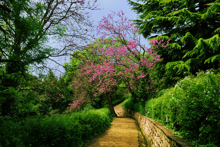 Beautiful spring landscape - Vorontsov park with lush greenery and flowering trees, and paved walkway stretching into the distance, Alupka, Crimeaの写真素材