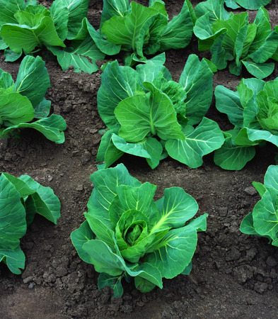Young green bushes cabbage closeup in the gardenの写真素材